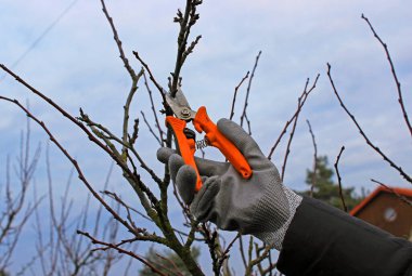 Mezhepçilerle ağaçların budanması 