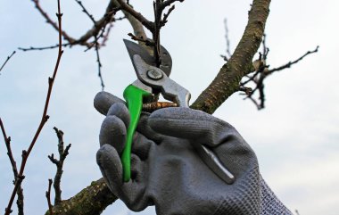 Mezhepçilerle ağaçların budanması 