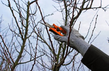 Mezhepçilerle ağaçların budanması 