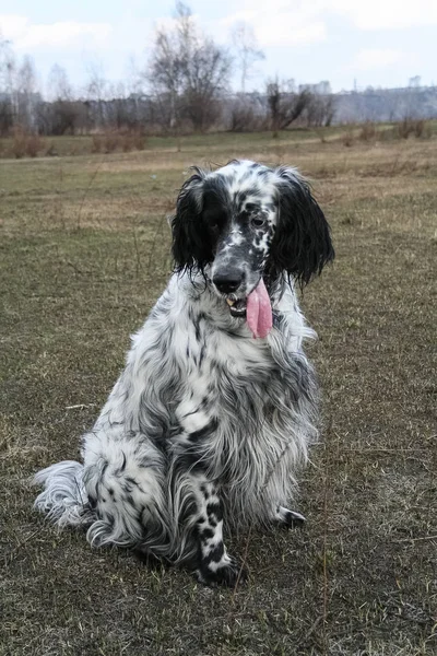 Rustig zittend mooie Engelse setter. Siberië. Rusland. — Stockfoto