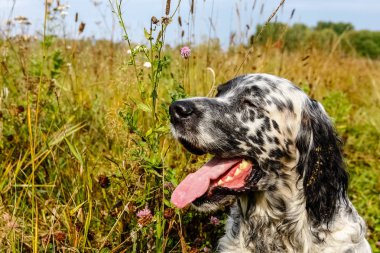 İngiliz seterim dinleniyor. Başarılı AVI. Sibirya, Rusya Federasyonu