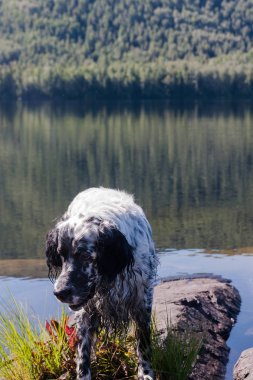 İngiliz seterim bir tatil. İşten sonra bekletin. Sibirya, Rusya Federasyonu