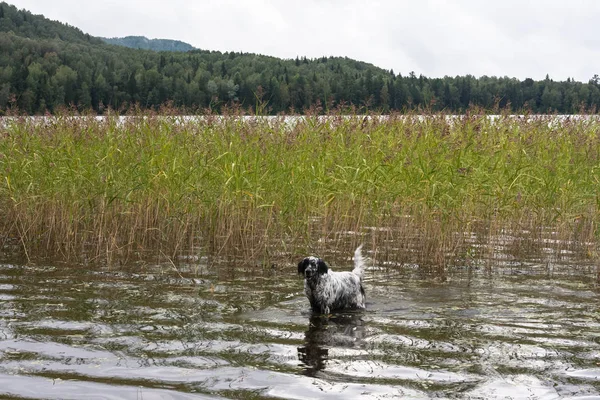 Engelse setter. Wandelen in het riet. Siberië, Rusland — Stockfoto