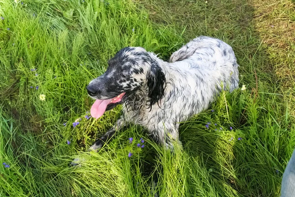 English setter resting. Hunting dog after work. Siberia, Russia — 图库照片