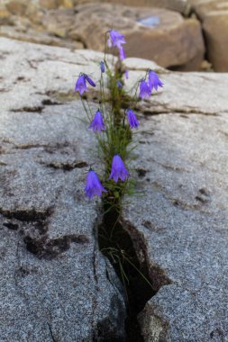 Bellflower kayanın üzerinde büyür. Sibirya, Krasnoyarsk toprakları.