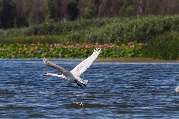 Kuğu kadar çalışır ve havaya uçar. Delta. Rusya