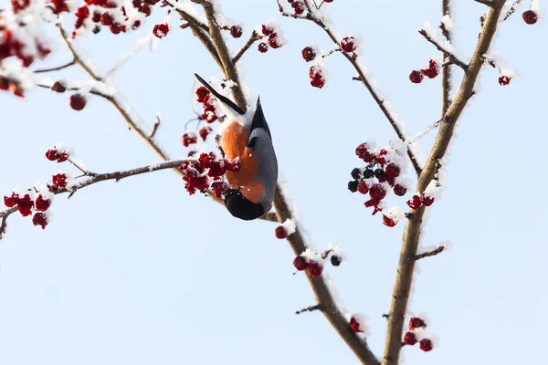 Gimpel. Vogel sitzt auf einem Ast. Sibirien, Russland. — Stockfoto