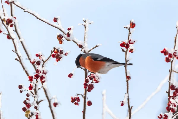 Du chardonneret. Oiseau sur la branche. Sibérie, Russie . — Photo
