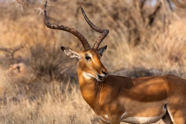 Impala erkek portresi. Samburu, Kenya. Afrika