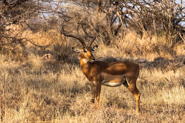 Impala zblízka. Bush Samburu, Afrika — Stock fotografie