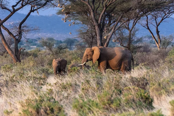 Elefantes en el parque Samburu. Kenia, África — Foto de Stock