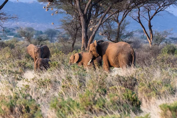 Familia de elefantes. Kenia, África — Foto de Stock