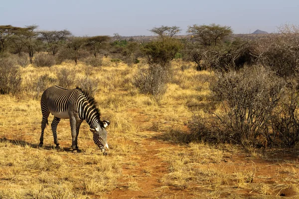 Zebrastreifen auf der Weide. Savanne von Samburu, Kenia — Stockfoto