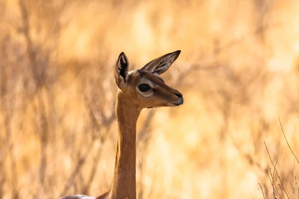 Antelopes de África. Gazelle Gerenuk. Samburu, Quénia . — Fotografia de Stock