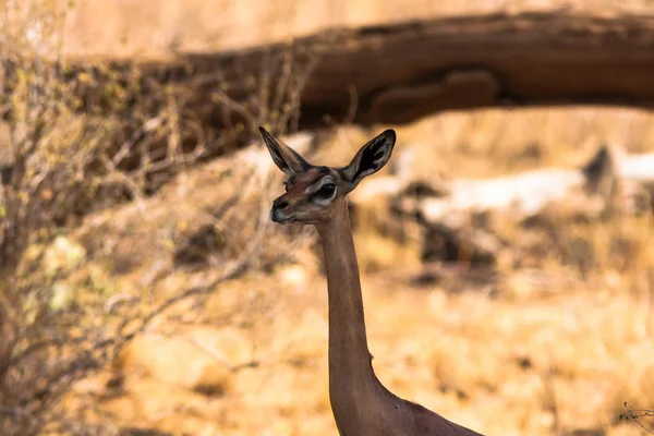Antilopa žirafí hlava. Gazelu blízkosti stromu. Samburu, Keňa. — Stock fotografie