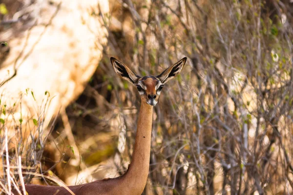 Gazella Zsiráfnyakú gazella portréja. Samburu, Kenyában. — Stock Fotó