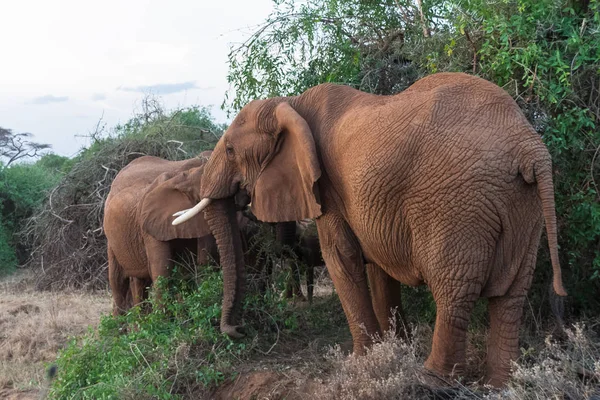 Familia de elefantes cerca de un árbol. Kenia, África — Foto de Stock