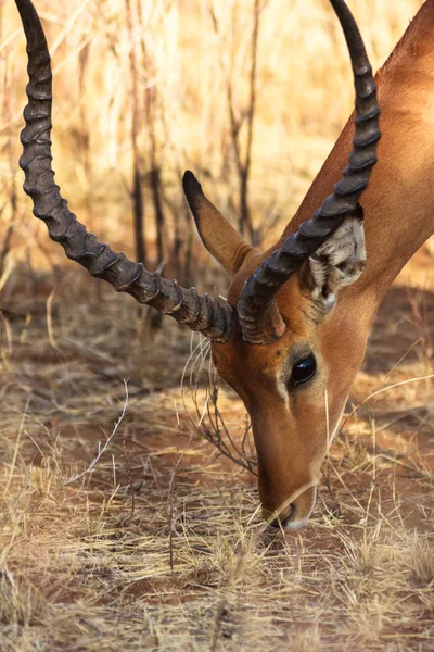 Ritratto di antilope. Testa di Impala. Samburu, Kenya . — Foto Stock