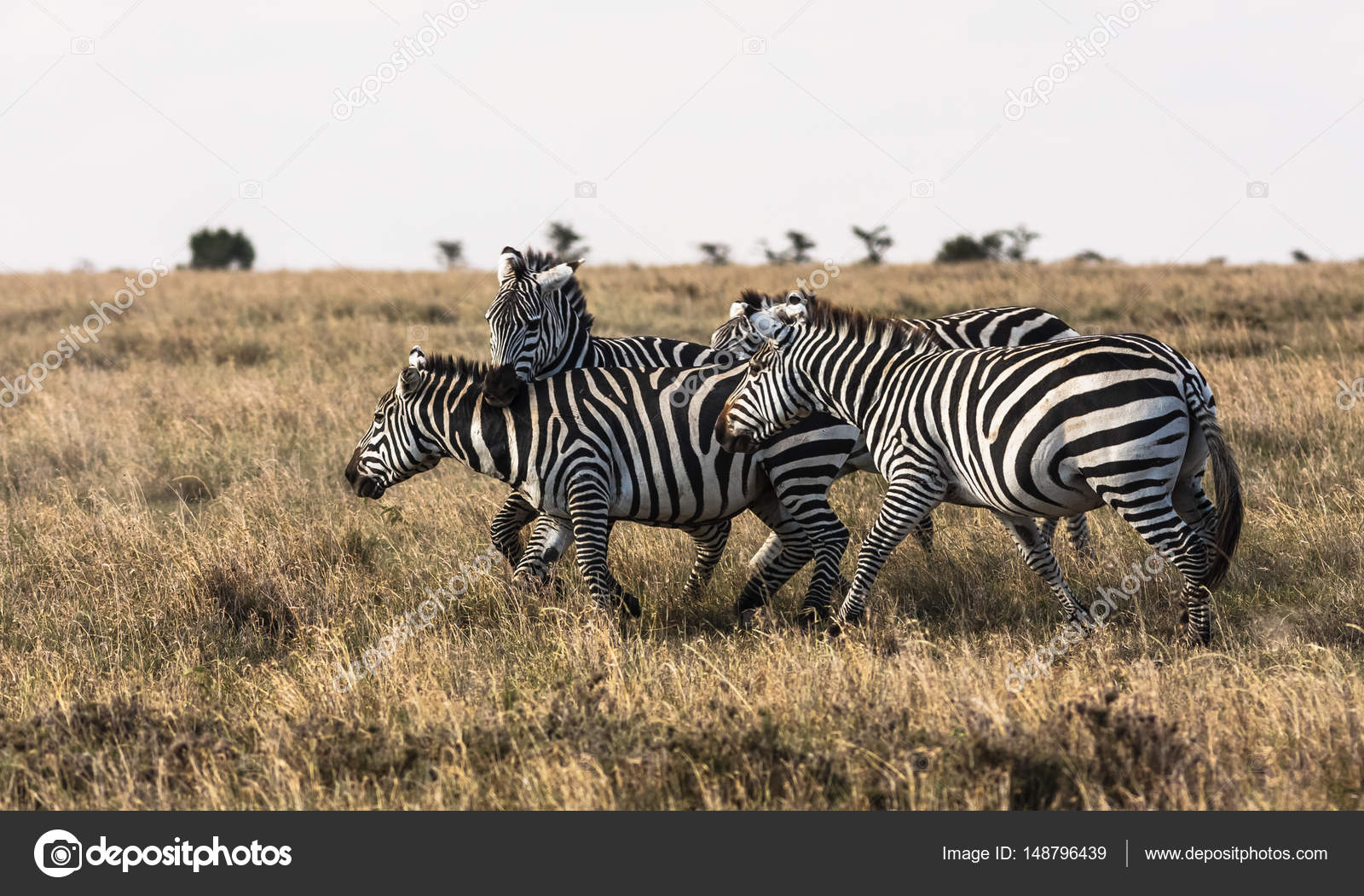Sociable zebras. Zebras are talking. Masai Mara, Kenya — Free Stock