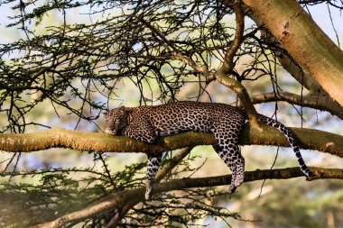 Uyuyan bir leopar portresi. Nakuru, Afrika