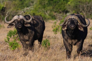 İki manda ile manzara. Nakuru, Kenya.