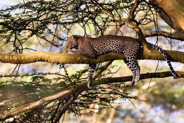 Bir ağaç üzerinde uyuyan bir leopar portresi. Nakuru, Kenya