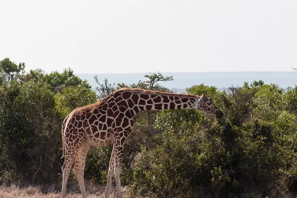 Giraffa reticolata tra un albero. Masai Mara, Africa — Foto Stock