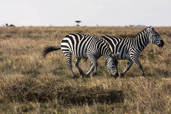 Zebras in der Savanne. Gesellige Zebras. masai mara, kenia — Stockfoto