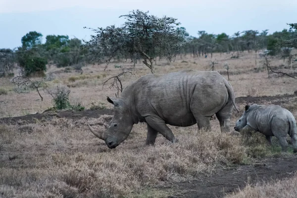 Grand rhinocéros blanc avec bébé. SweetWater, Kenya — Photo