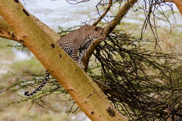 Леопард сидит на дереве. Наблюдательный пункт. Кения, Африка — стоковое фото