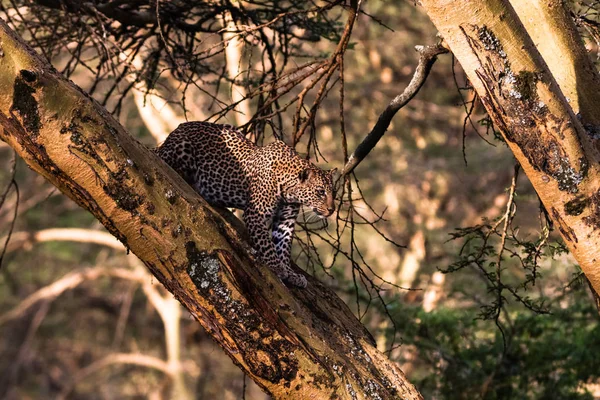 Leopardo su un albero in un'imboscata. Africa — Foto Stock