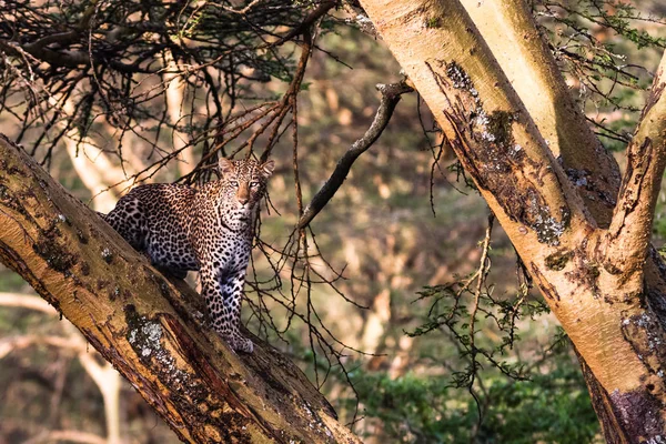 Leopardo nascosto sull'albero. Nakuru, Kenya — Foto Stock
