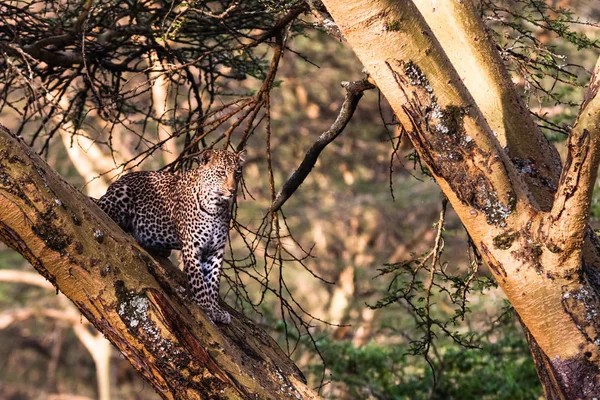 Leopardo in agguato sull'albero. Lago di Nakuru, Kenya — Foto Stock