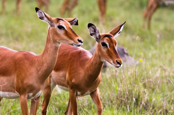 Pár impalas. Nakuru Lake, Keňa — Stock fotografie