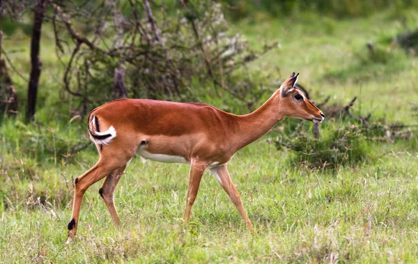 Impala na trávníku v savaně. Keňa — Stock fotografie