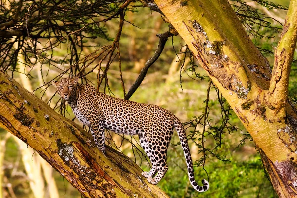Leopardo en el árbol. Opiniones de Kenia, África — Foto de Stock