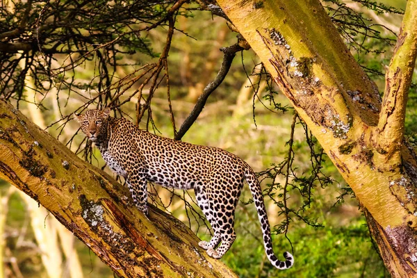 Ağaç üzerinde leopar. Kenya sayısı, Afrika