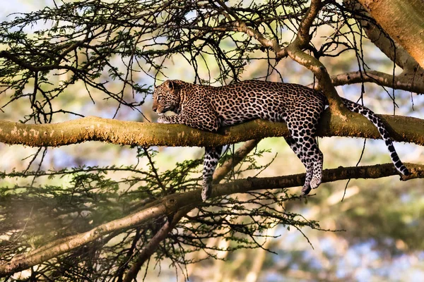 Retrato de un leopardo dormido en un árbol. Nakuru, Kenia — Foto de Stock