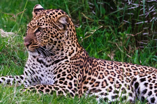 Portretul unui leopard tânăr. Kenya, Africa — Fotografie, imagine de stoc