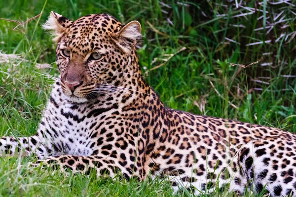 Tânărul leopard se odihneşte în iarbă. Kenya, Africa — Fotografie, imagine de stoc