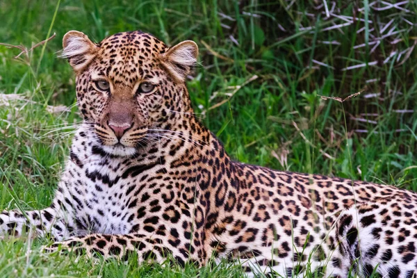 Leopard tânăr odihnindu-se în verdeaţă. Nakuru, Kenya — Fotografie, imagine de stoc