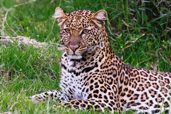 Junger Leopard aus Nakuru. kenia, afrika — Stockfoto