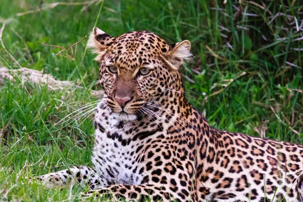 Porträt eines Leoparden, der im Gras liegt. kenia, afrika — Stockfoto