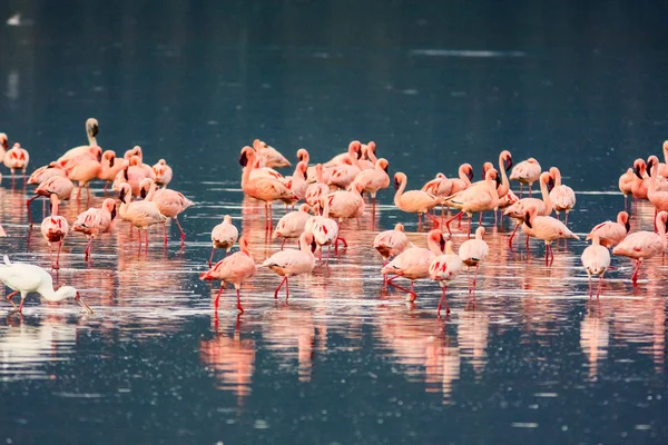 Les flamants roses affluent. Lac Nakuru, Kenya — Photo