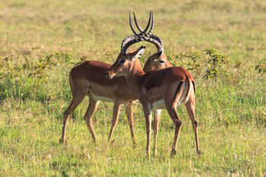 İki impalas iletişim. Kenya, Afrika