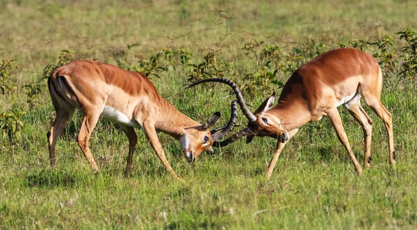 Η μάχη για το θηλυκό impala. Κένυα, Αφρική — Φωτογραφία Αρχείου