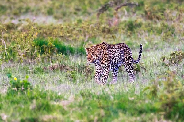 Un leopard foarte mare în tufiş. Nakuru, Kenya — Fotografie, imagine de stoc