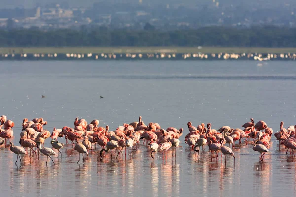 Flamingos från Nakuru sjön. Kenya, Afrika — Stockfoto
