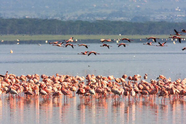 Фламинго из Накуру. Кения, Африка
