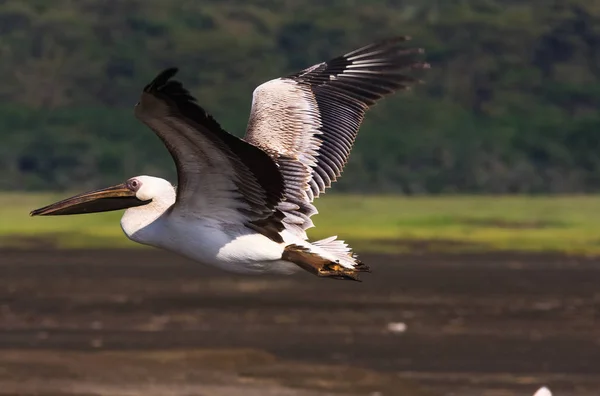 Fågel över sjön. Nakuru i Kenya — Stockfoto